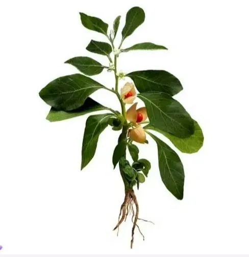 Ceylon Agri