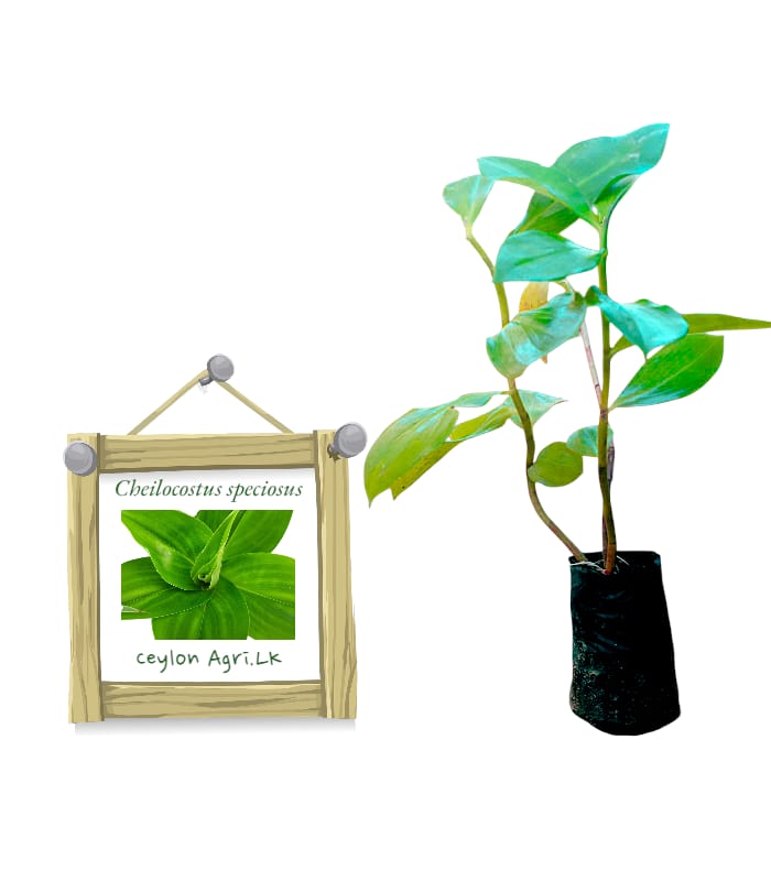 Canereed | Thebu | තෙබු