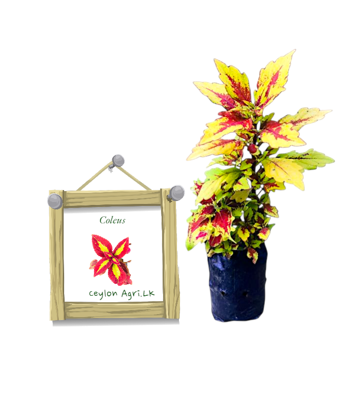 කෝලියාස් | Coleus