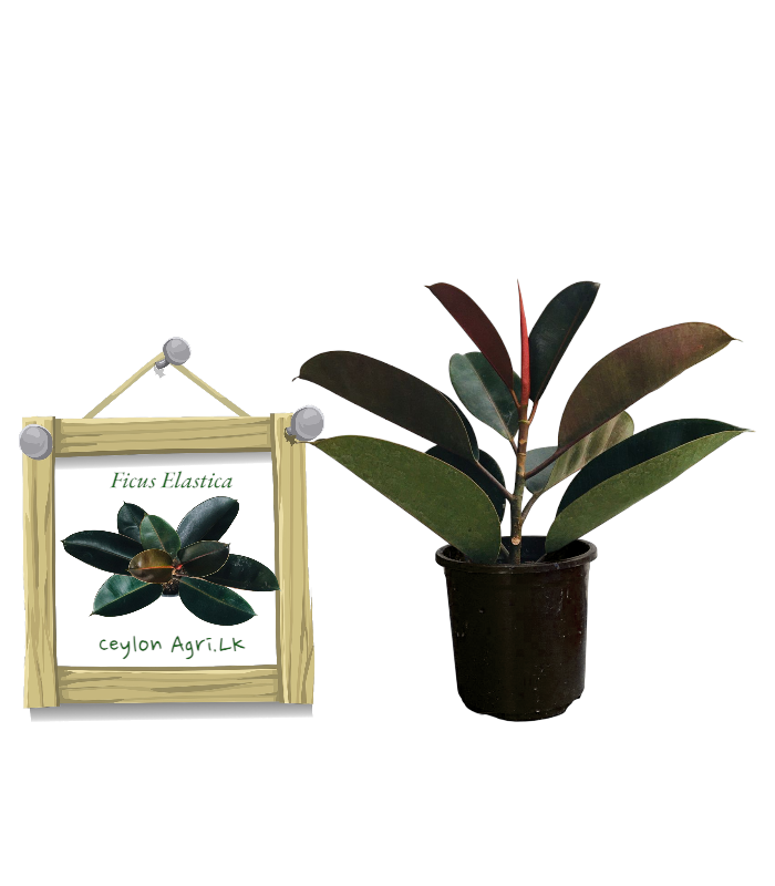 රබර් ප්ලාන්ට් | Burgundy Rubber Plant