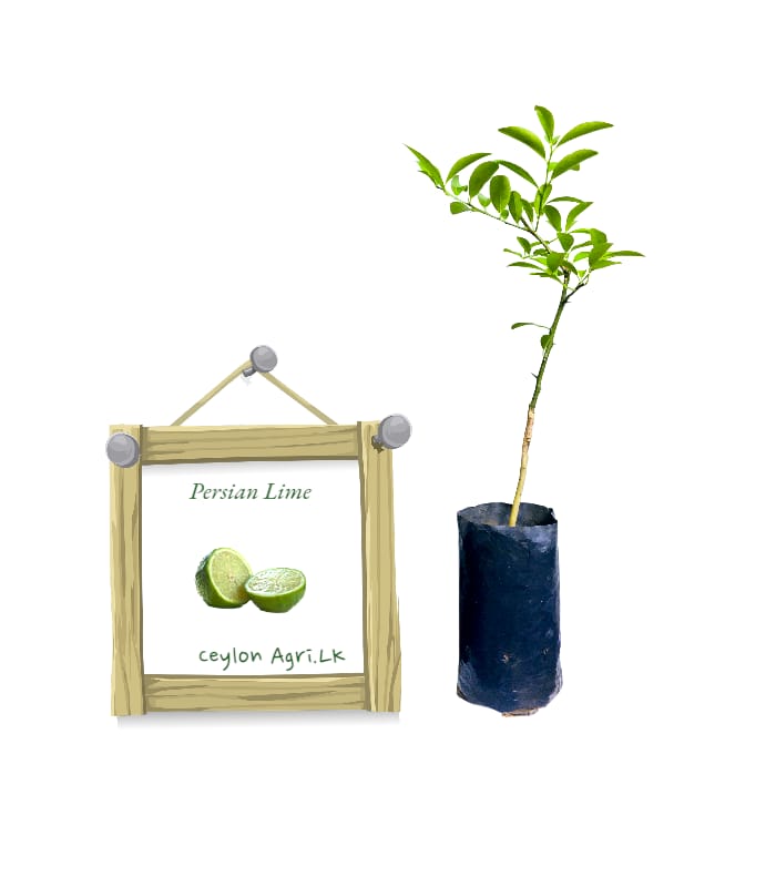 Persian Lime | පර්සියන් ලයිම්