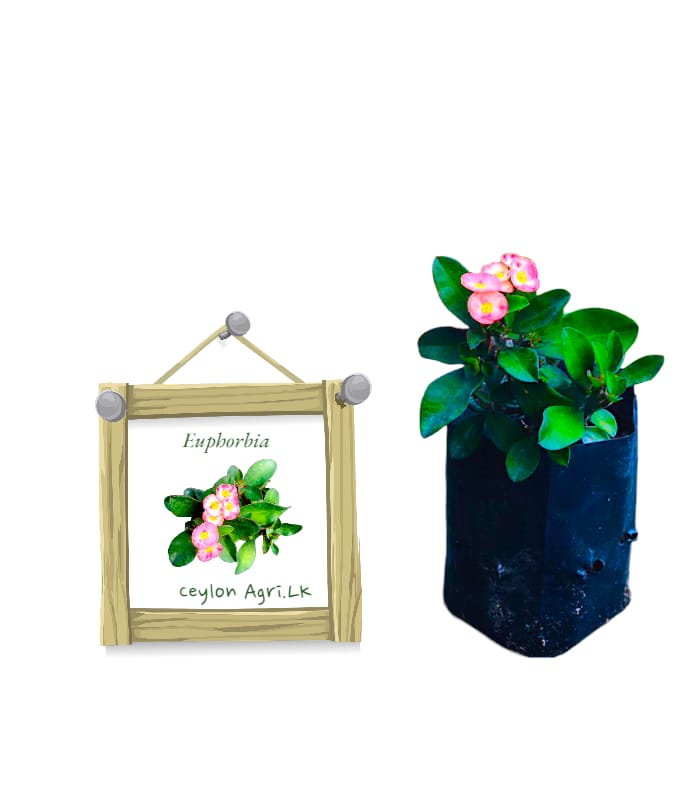 Euphorbia (Dwarf variety) – Pink | ඉයුෆෝබියා