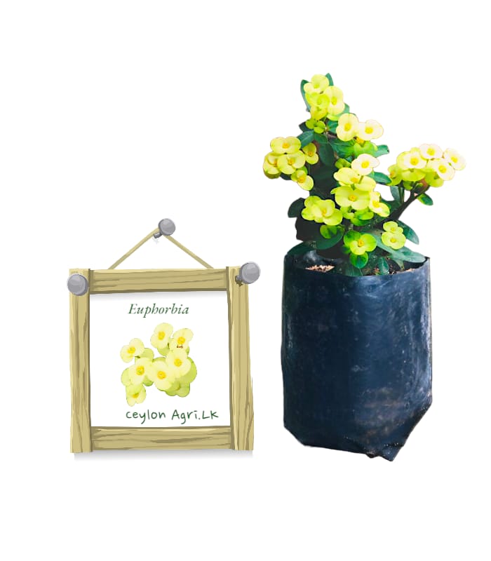 Euphorbia (Dwarf variety) – Yellow | ඉයුෆෝබියා