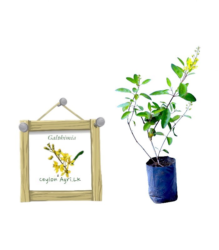 Golden Thryallis | Galphimia | ගැල්ෆීමියා