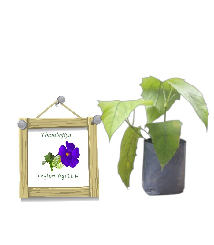 Thambojiya | තම්බෝජියා