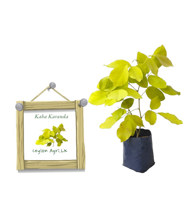 Golden Legium | Kaha Karanda | කහ කරඳ