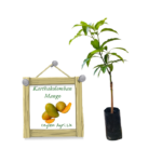 Karthakolomban Mango | කර්තකොලොම්බන් අඹ