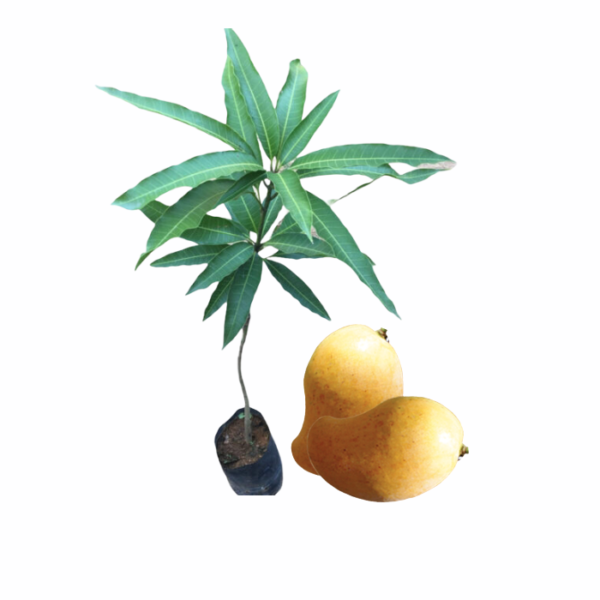 alponsu mango