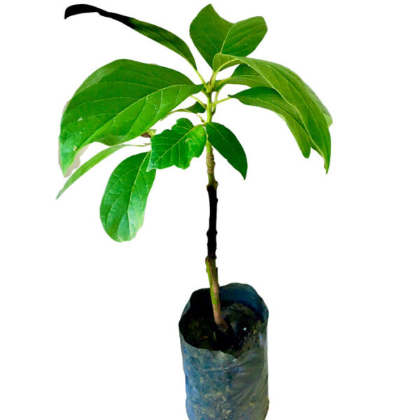 Avacado Plants in Sri Lanka