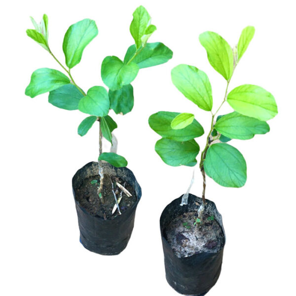 Thai Masan Plants in Sri Lanka