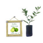Seedless Tahiti Lime  | බීජ රහිත ටහිටි දෙහි (ලේයර් පැළ))
