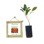 Red Jackfruit | විදේශීය රතු පැණි වරකා (බද්ධ පැළ)