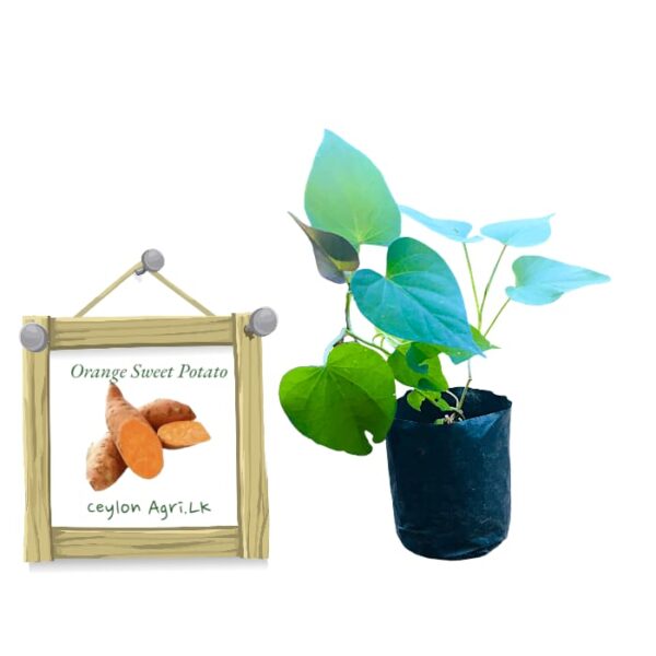 Orange-Sweet-Potato-චීන-බතල.