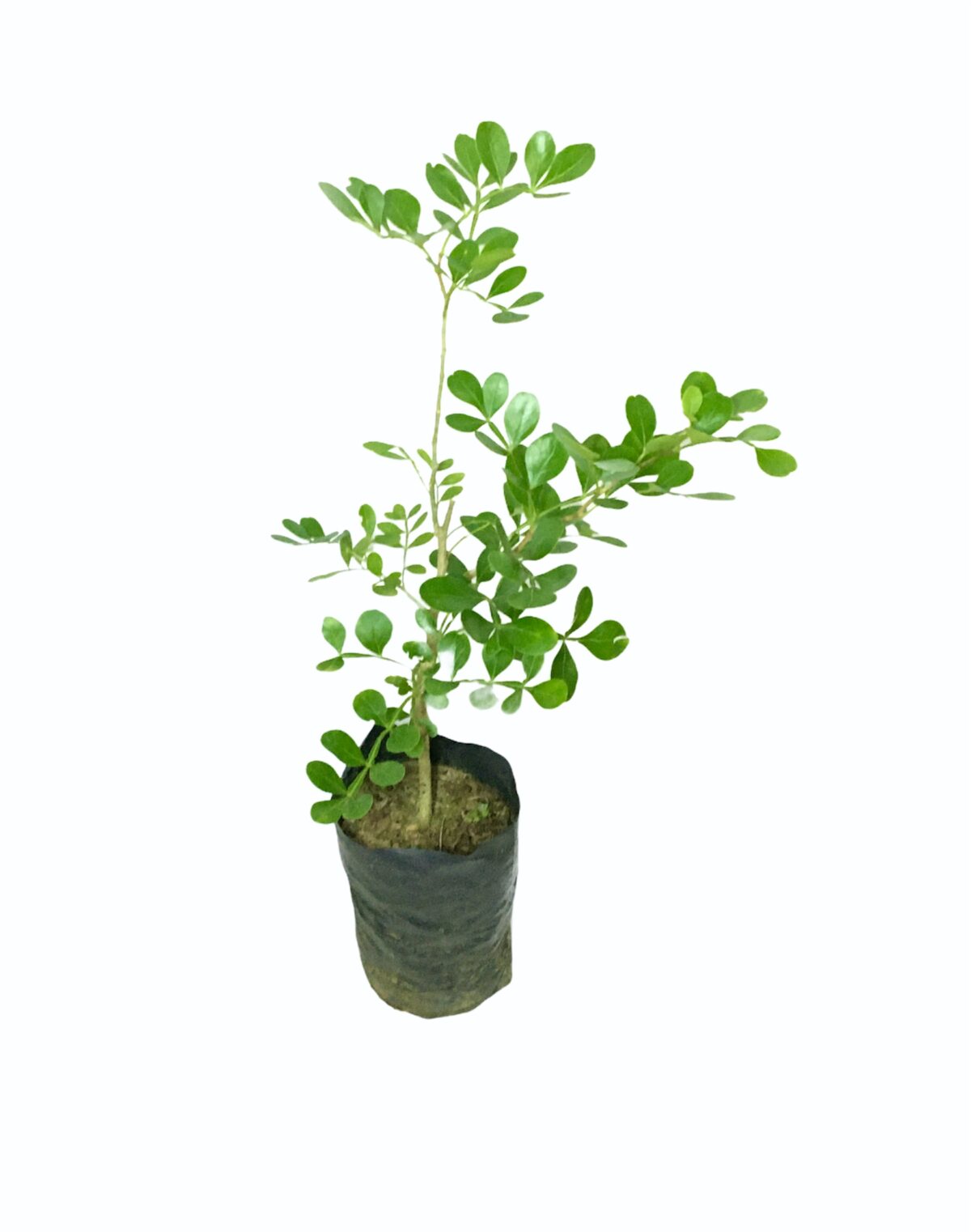 Ceylon Agri