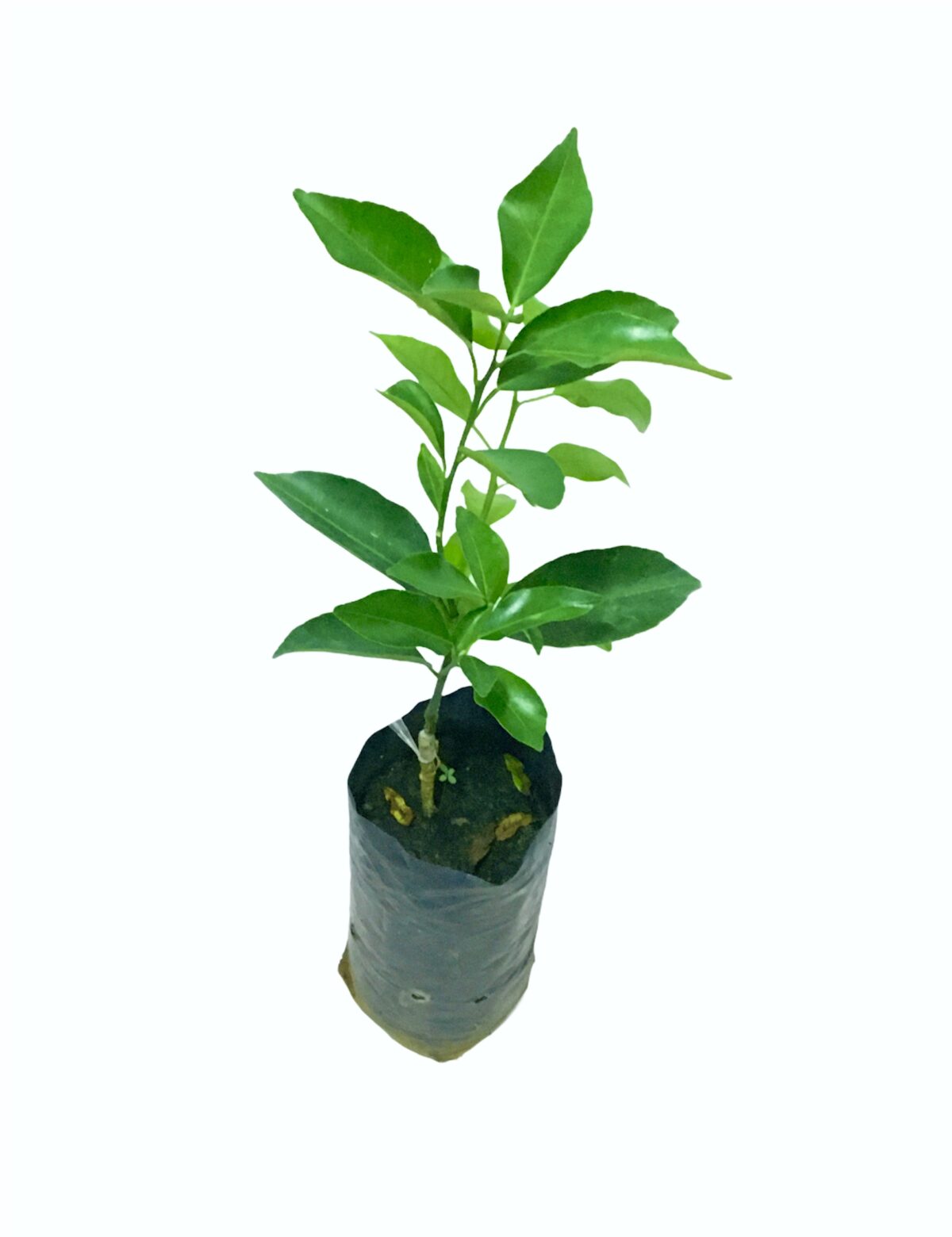 Ceylon Agri