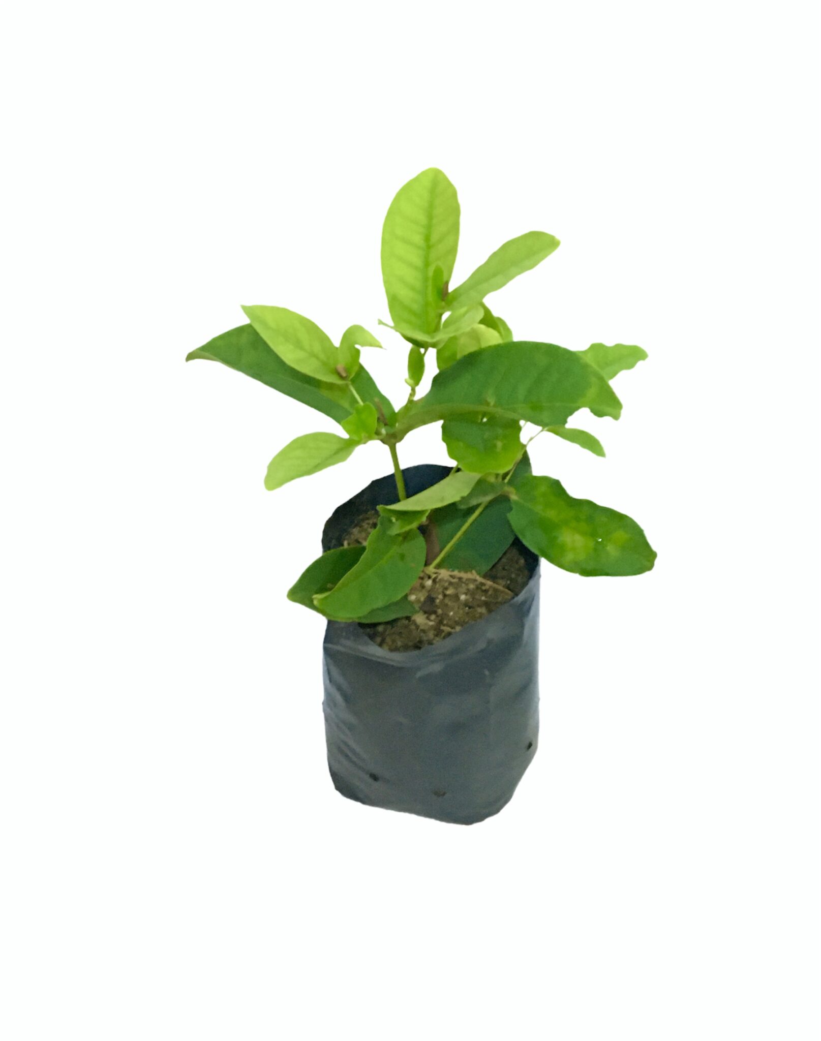 Seedless Red Rose Apple plants are now available from www.ce