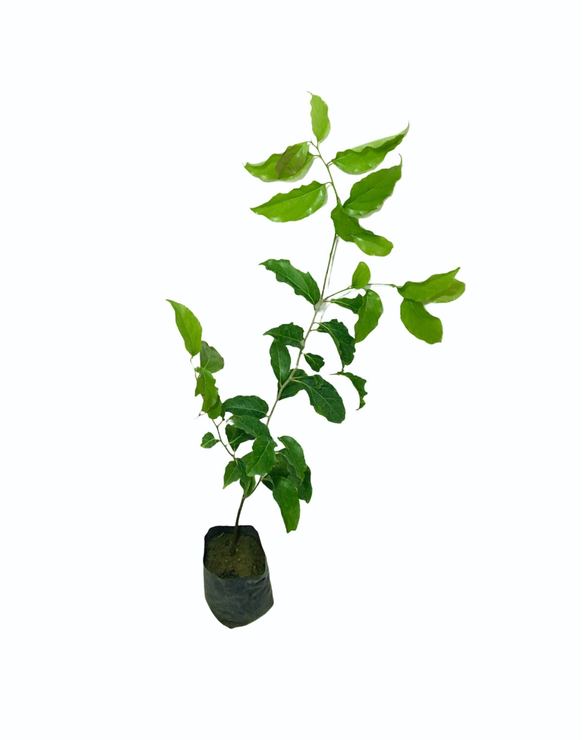 Ceylon Agri