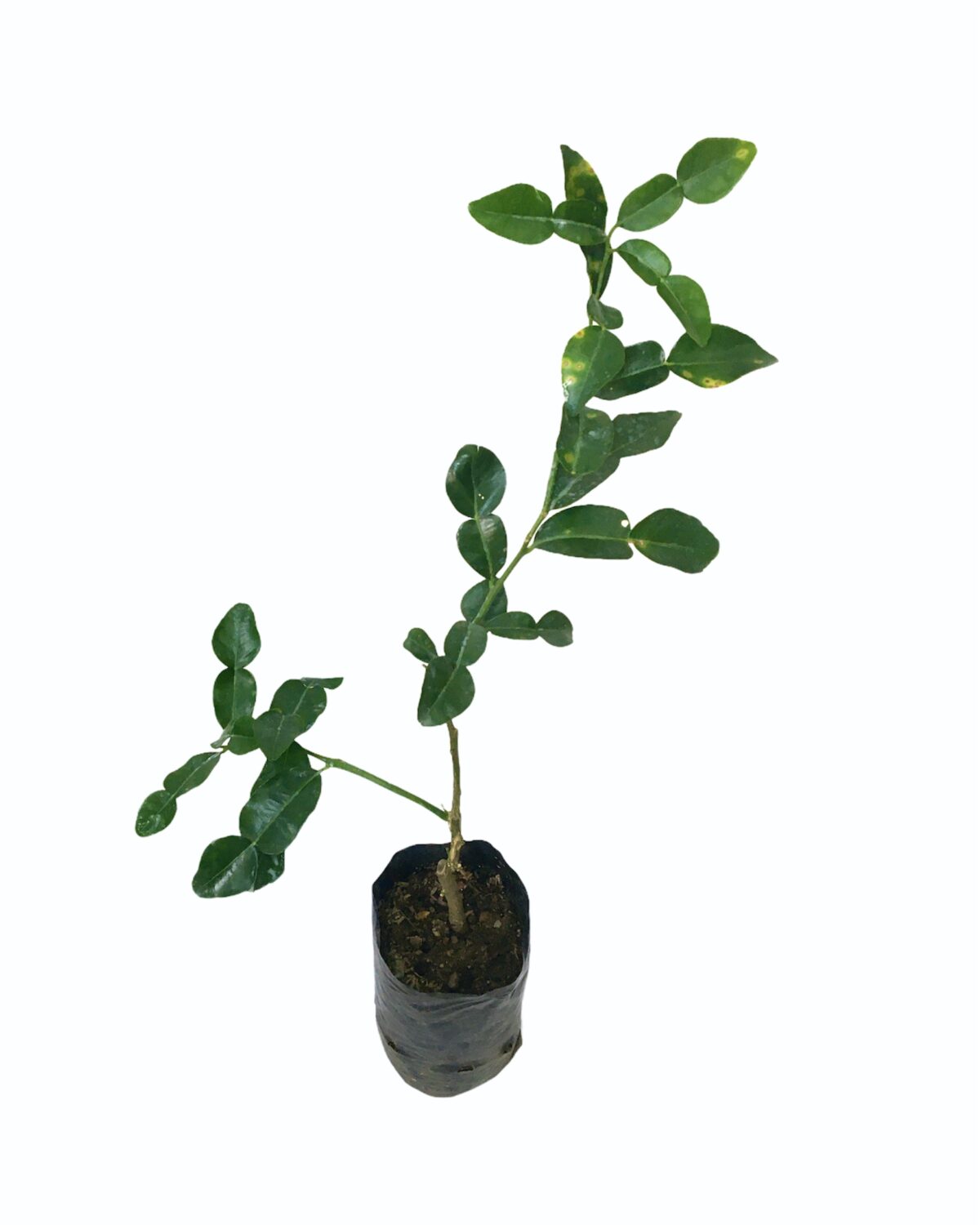 Ceylon Agri