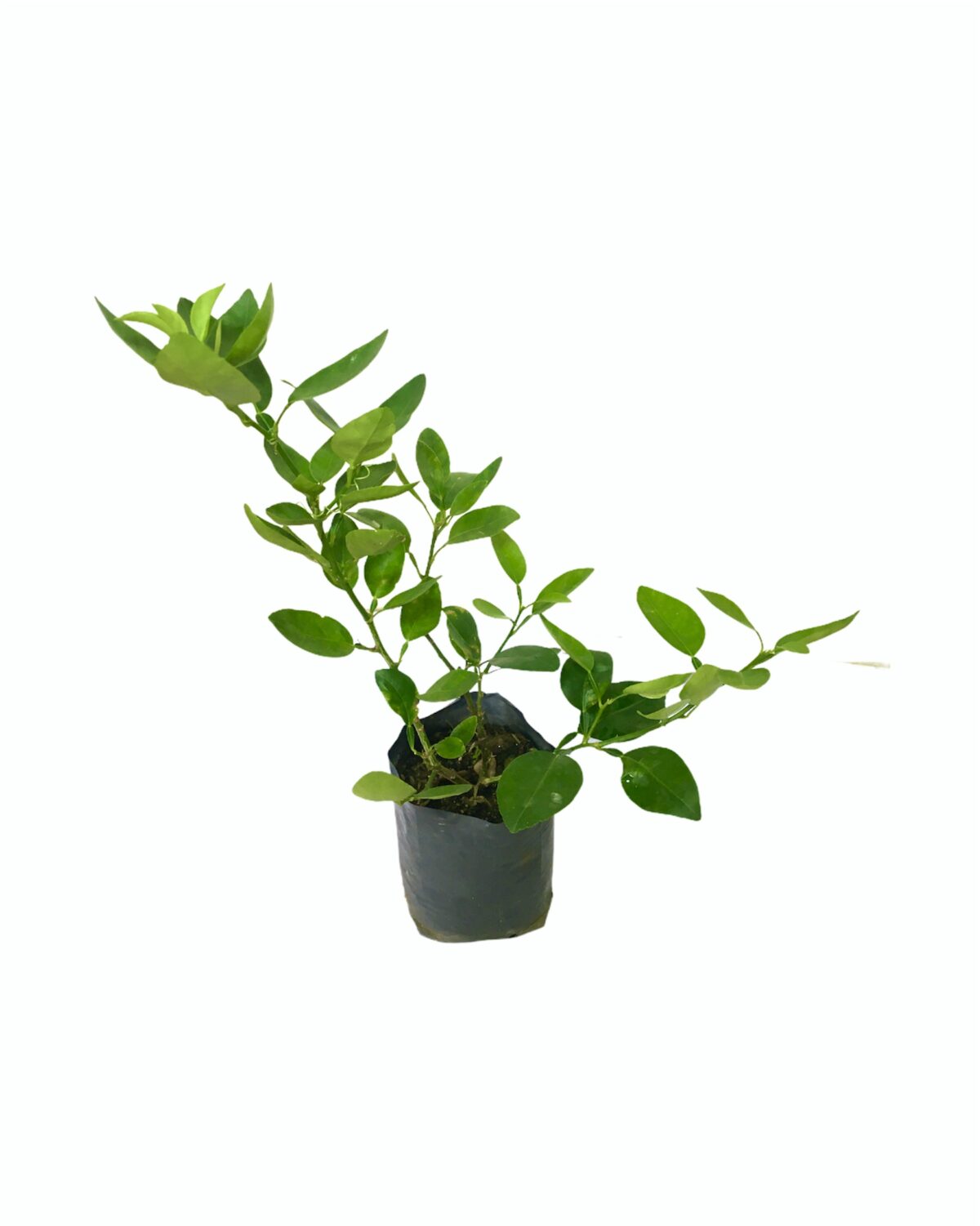 Ceylon Agri