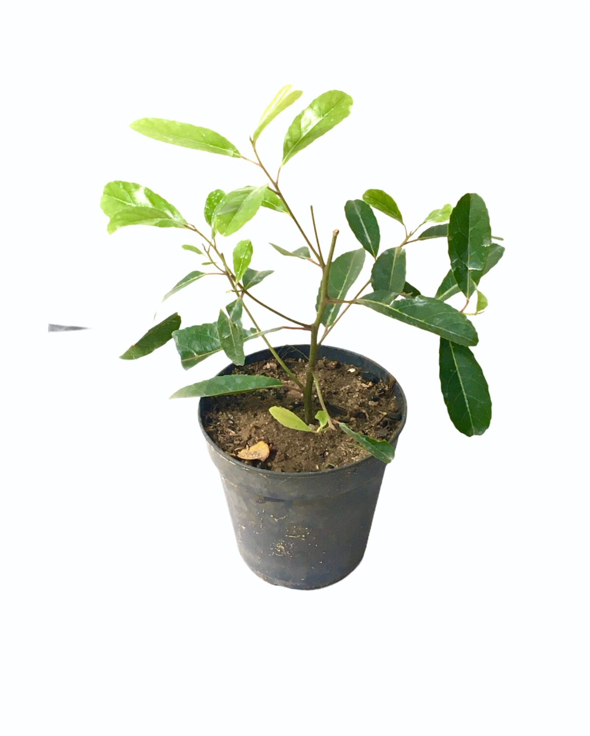Ceylon Agri