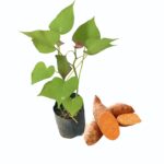 Orange Sweet Potato | චීන බතල