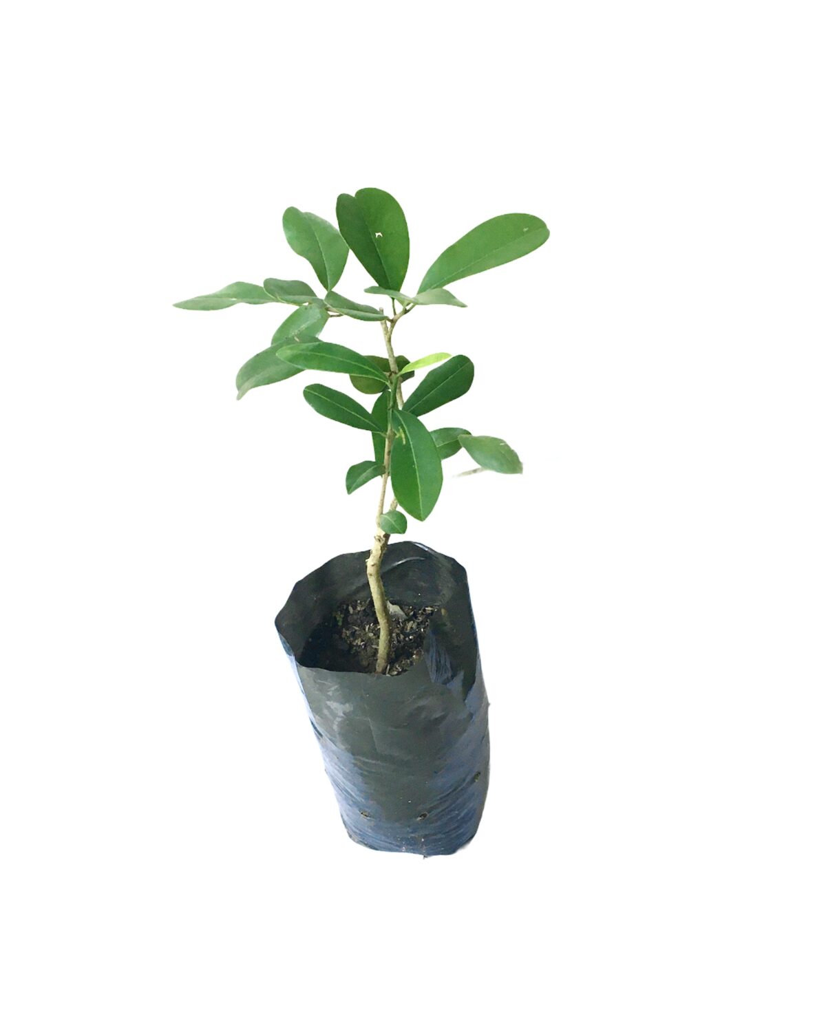 Ceylon Agri