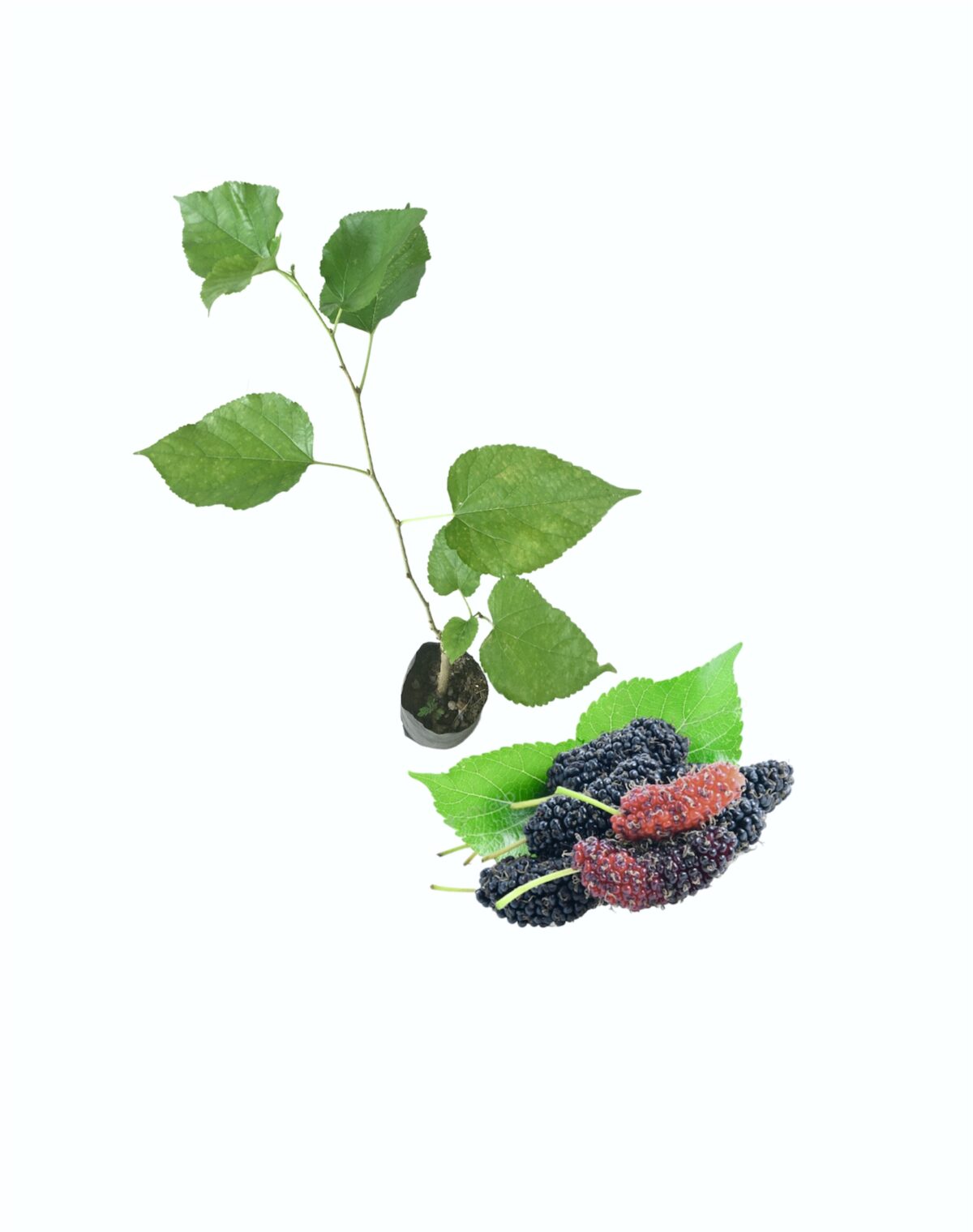 Ceylon Agri