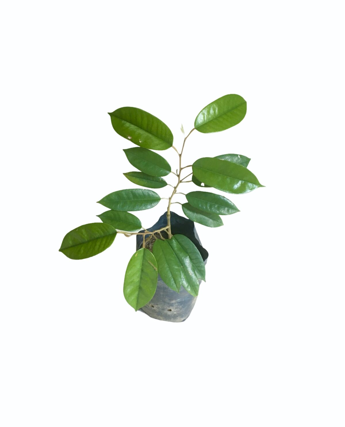 Ceylon Agri