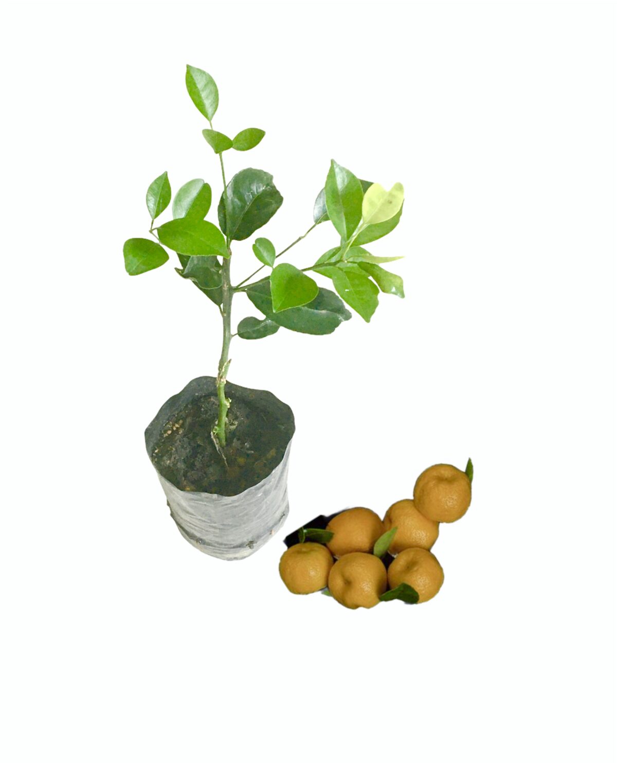 Ceylon Agri