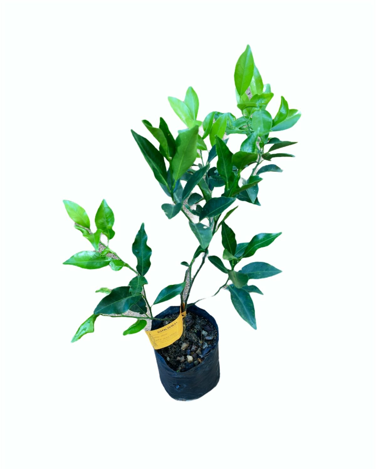 Ceylon Agri