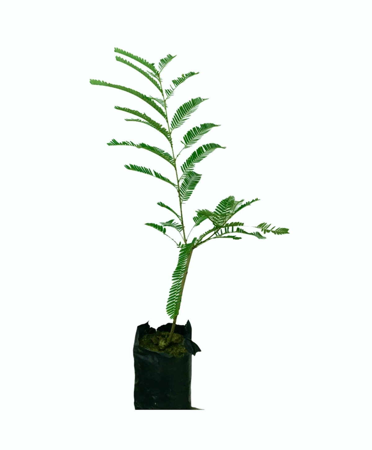 Ceylon Agri