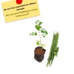 Murunga | Moringa | මිටි මුරුංගා