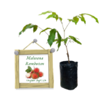 Malwana Red Rambutan | මල්වාන රතු රඹුටන් (බද්ධ පැළ)