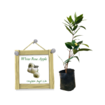 White Rose Apple | සුදු ජම්බු