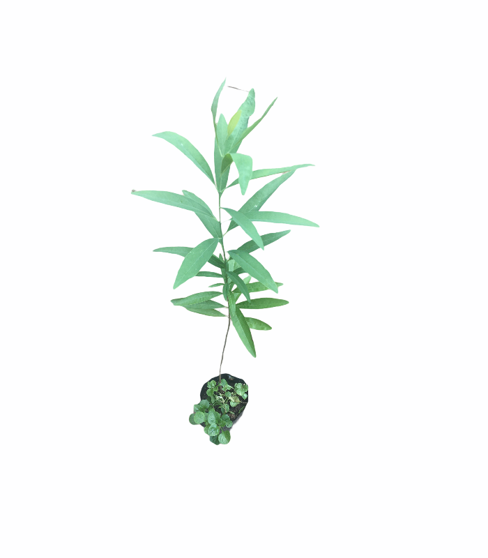 Ceylon Agri