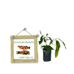 Karawala Kaballa  | කරවල කැබැල්ල