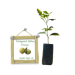 Variegated Yellow Orange | කහ දොඩම්