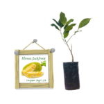 Hirosa Jackfruit | හිරෝසා කොස් (බද්ධ පැළ)