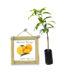 Alponsu Mango | අල්පොන්සු අඹ (බද්ධ පැළ)