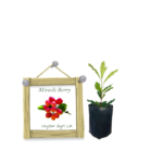 Miracle Berry | මිරකල් බෙරි (ලේයර් පැළ)