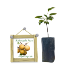 Rahangala Pears | රහංගල පෙයාස් (බද්ධ පැළ)