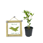 Bay Leaf | බේලීෆ්