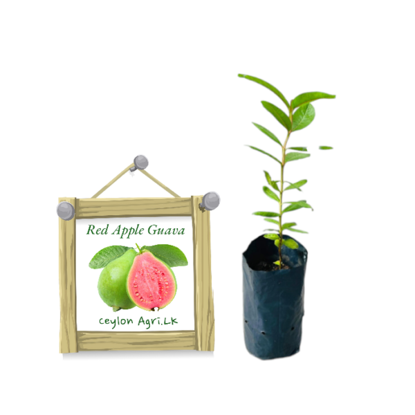 red-apple-guava-ceylon-agri-best-healthy-plants