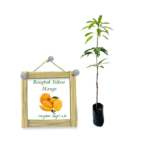 Yellow Mango | කහ අඹ (බද්ධ පැළ) - Foregin Variety