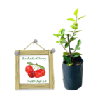 Barbados Cherry | බා(ර්)බඩෝස් චෙරි (ලේයර් පැළ)