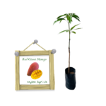 Red Giant Mango | රතු ජයන්ට් අඹ (බද්ධ පැළ)