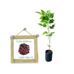 Ceylon Mulberry | දේශීය මල්බෙරි (ලේයර් පැළ)