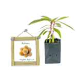 Bakmee | බක්මී (බීජ පැළ)