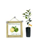 Bibila Sweet Orange | බිබිල පැණි දොඩම් (බද්ධ පැළ)