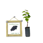 Israel Blue Grapes | ඊශ්‍රායෙල් බ්ලූ මිදි (ලේයර් පැළ)